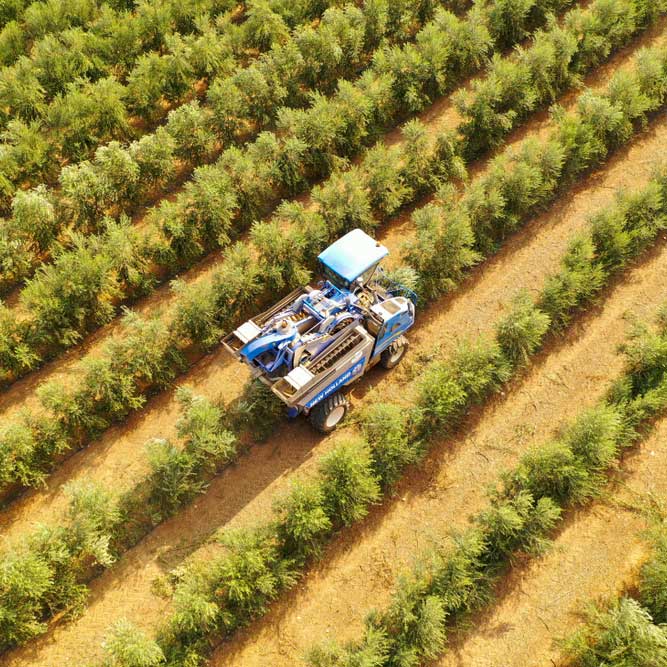 Macchine per raccolta olive